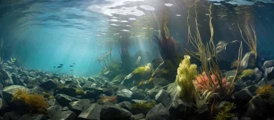 Poster Different kelp plant environments in southern Pacific waters near New Zealand With copyspace for text © 2rogan