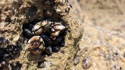 Goose barnacle Goose shells attached to rocks in Portugal