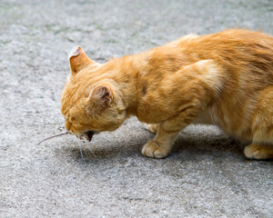The cat has caught a mouse and holds it in its teeth.