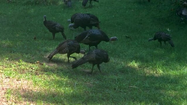 A flock of young turkeys grazing for food.
