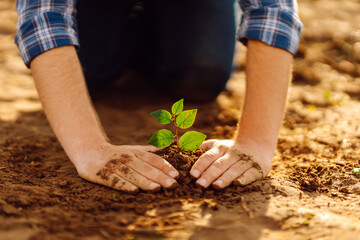 Farmer's hands plant, grow plants growing in fertile soil. The concept of conservation,...