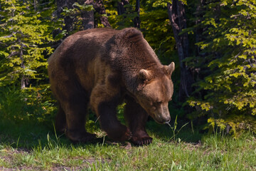 Grizzlybär im Wildpark Knüll