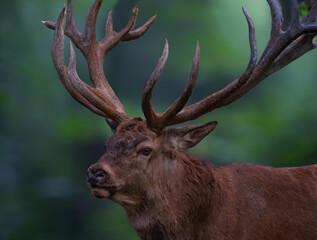 Hirschportrait im Hirschportal