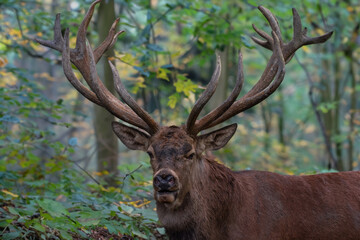 Starker Hirsch im Herbstwald