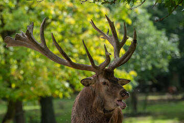 Hirsch im Herbstwald