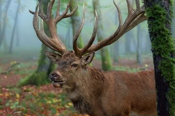 Starker Hirsch im Morgennebel