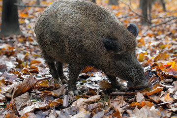 Starker Keiler im Herbstlaub