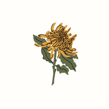 yellow chrysanthemum flower on white background clip art preview