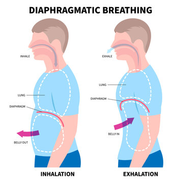 Diaphragmatic deep breathe exercise techniques for stress relief or relax and lung anatomy medical