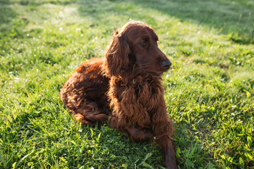 Cute Irish setter dog lies on green grass in the setting sun. Walk the dog in the summer in the park.