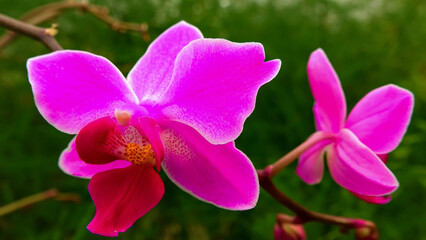Blooming red Phalaenopsis orchid in the collection of the botanical garden