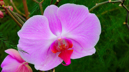 Blooming red Phalaenopsis orchid in the collection of the botanical garden