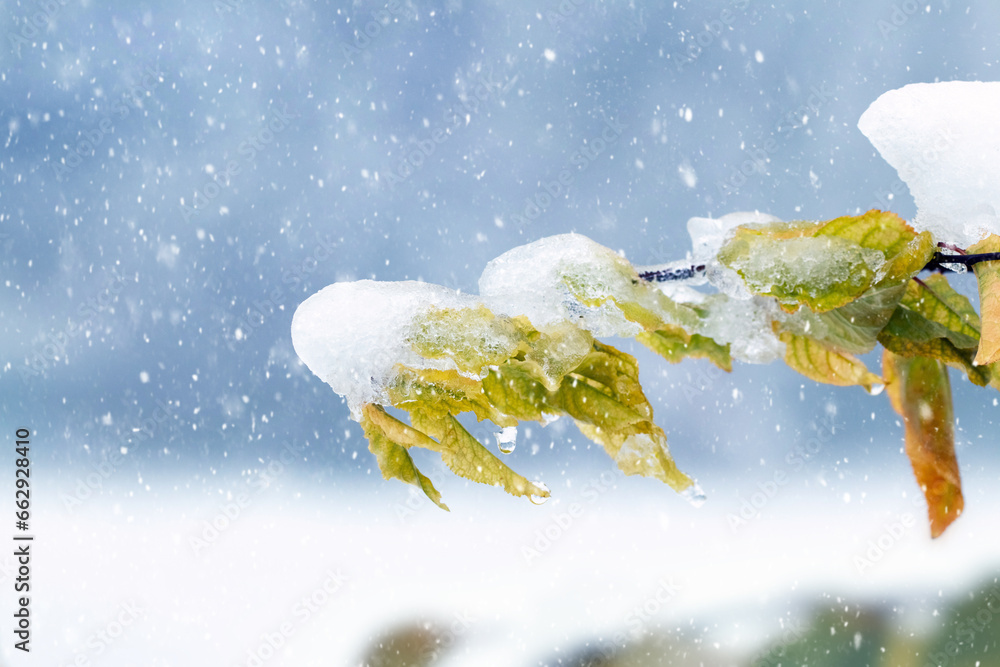 Poster a tree branch covered with snow and ice with dry leaves in a forest during a snowfall