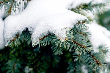 A snow-covered spruce branch in the forest during a thaw