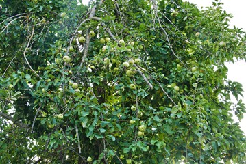 Obraz premium tree full of green apples, in the countryside in Navarre Spain. Real apples