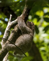 Baby three- toed sloth climbing a tree.