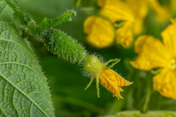 Young flowering cucumber plant with yellow flowers