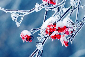 Rowan branches covered with snow and ice with red berries in winter on a blue background