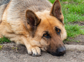 Portrait of an East European Shepherd dog, female dog looks at the owner