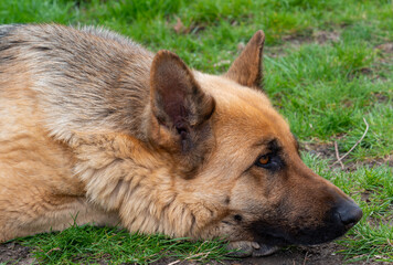 Portrait of an East European Shepherd dog, female dog looks at the owner