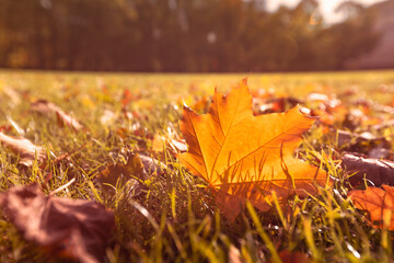 Colorful foliage in the park. Falling leaves natural background. Autumn season concept