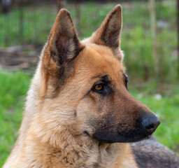 Portrait of an East European Shepherd dog, female dog looks at the owner