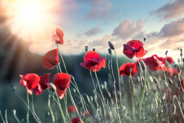 Poppy flower, sunset in meadow of red poppy flowers - 662930468