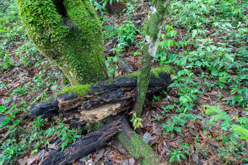 Tropical biodiversity photography, wild mushrooms, moss, rainforest