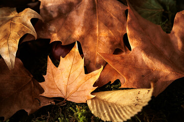 dry autumn leaves of different colors on the ground fallen from trees