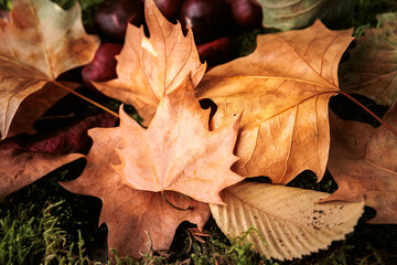 wet dry autumn leaves of different colors on the ground fallen from trees