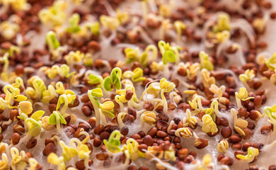 Sprouted grains of buckwheat. Sprouted seeds of buckwheat close-up