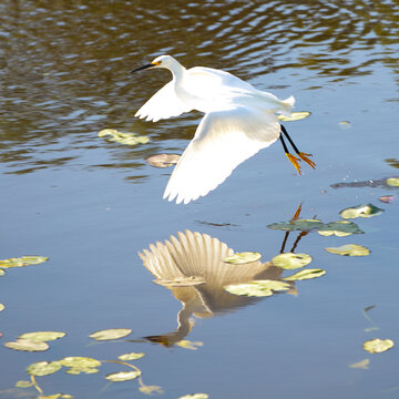 Great Egret and Reflection.   Fl, Gulf Coast