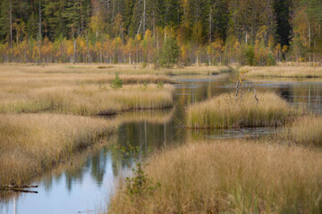 Obraz premium lake in the forest