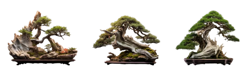 Selbstklebende Fototapeten Collection of bonsai trees on transparent background, generative ai © GHart