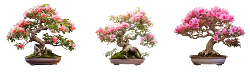Outdoor-Kissen Collection of bonsai trees with flowers on transparent background, generative ai  © GHart