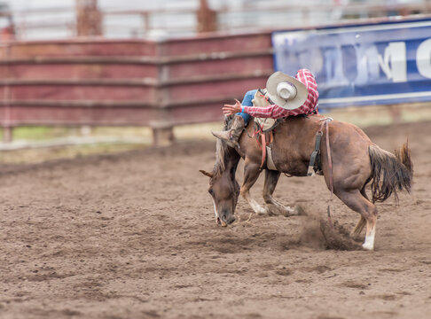 A cowboy is riding a bucking bronco at a rodeo. He is falling off. An out of focus people behind the cowboy. The cowboy is wearing black, blue with a white hat.
