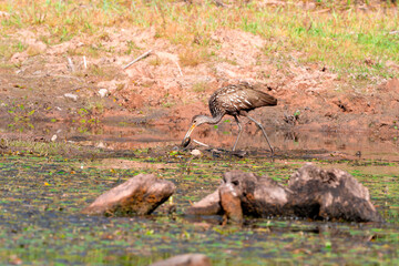 Limpkin on the Hunt