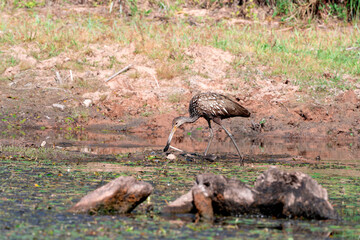 Limpkin on the Hunt