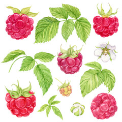 Red raspberry. Set of watercolor illustrations. Separate elements of a raspberry twig, berries, flowers, green leaves. Botanical painting. Set of raw fresh garden and forest natural ripe berries.