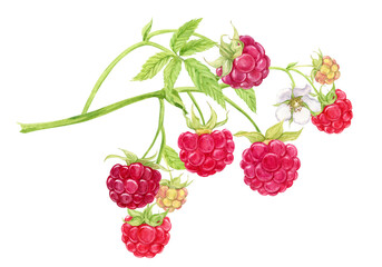 Red raspberries on a branch. Plant with berries, flowers, green leaves on a transparent background. Botanical watercolor. Garden and forest natural ripe berries for packaging design of organic product