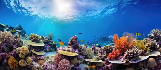 A diver explores a diverse coral reef with shadowed habitats for thriving marine species With copyspace for text - obrazy, fototapety, plakaty