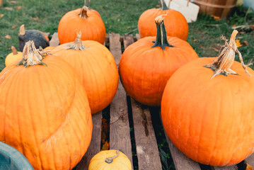 Bright orange pumpkins lie on the table. Large pumpkins at the farmer's market. A bunch of orange farm pumpkins from above. Selling fresh vegetables at a farmers' market
