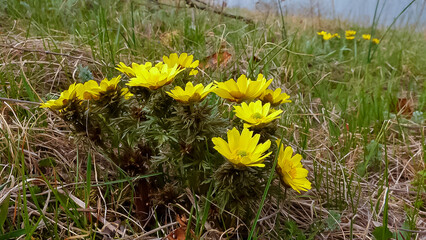 Adonis vernalis - disappearing early blooming in spring among the grass
