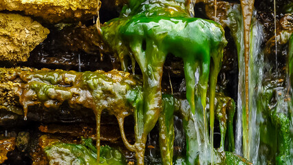 Green Algae (Enteromorpha, Ulva) grows in a small waterfall with salt water