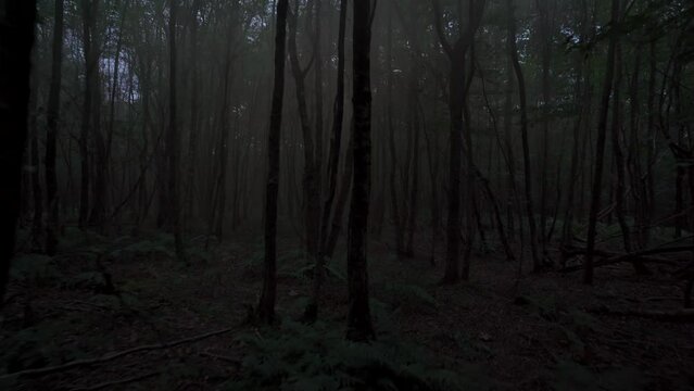 Scary and eerie shot through a dark woodland with mist and smoke