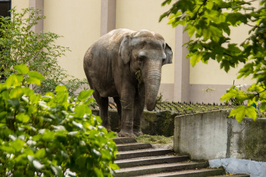 A large elephant in a zoo is walking in a pen.