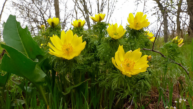Adonis vernalis - disappearing early blooming in spring among the grass in the wild