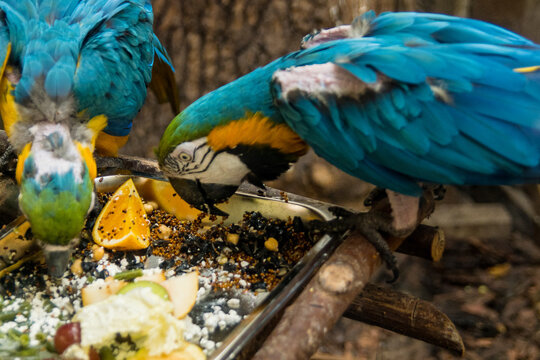 Blue and yellow macaws in a large enclosure on perches peck food from the ground.