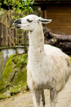 Curious white llama frolics on the grass on a cloudy day