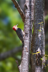 Male Red-Bellied Woodpecker hanging on side of tree